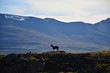 © Susanne Fritzsche - Icelandic horse in front of icelandic mountain scenery