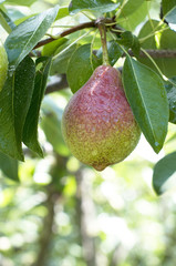 Ripe wet pear on branch in garden