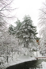 Trees cover with snow