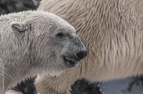 Fotografie, Obraz Primo piano di un orso polare appena uscito dall'acqua