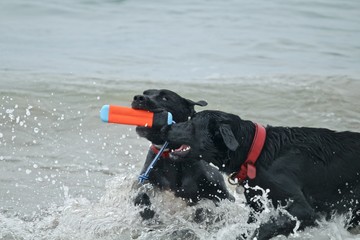 two black dogs playing in the ocean