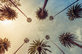 Fototapeta  - Los Angeles palm trees, low angle shot. Sun rays