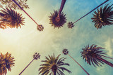 Fototapeta  - Los Angeles palm trees on sunny sky background, low angle shot. Vintage tone