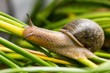 Close up of garden snail on plants