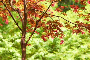 bokeh maple leaves