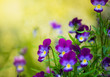 Purple violet flowers