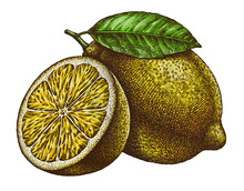 Engrave Isolated Lemon Hand Drawn Graphic Illustration