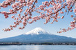 Rosa Kirschblüte im Frühling am Berg Fuji in Kawaguchiko, Japan