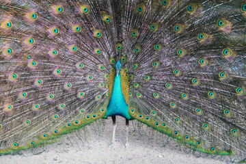 A peacock expanded colorful feathers