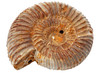 Ammonite fossil against a white background.