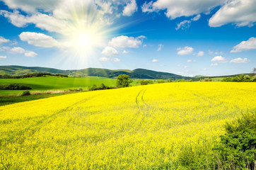 Wall Mural - beautiful rape field