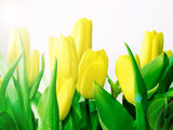 Fototapeta Tulipany - is comimg spring 