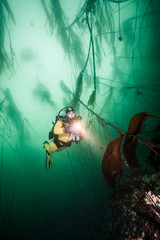 Wall Mural - Scuba diving in British Columbia, Canada