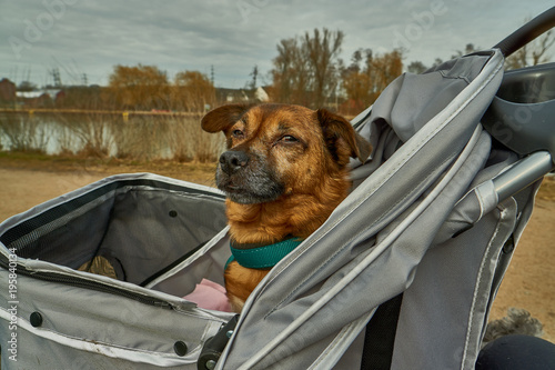 Hund Im Wagen Buy This Stock Photo And Explore Similar Images At