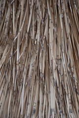  Dry Palm Leaves Texture