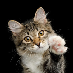 Wall Mural - Portrait of Cute Kitten with white breast, Looks Curious and Raising paw on Isolated Black Background, front view