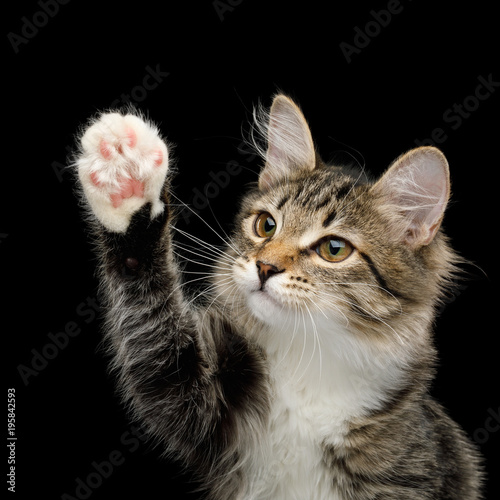 kitten raising paws
