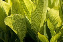 Canna Lilly Leaves In Sunset