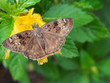 Ceraunus Blue butterfly with yellow flower