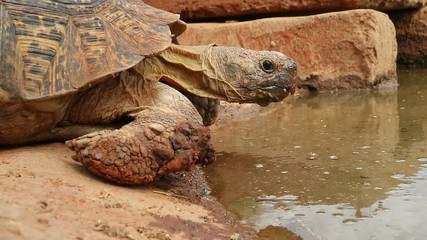 Canvas Print - Close-up view of a leopard tortoise (Stigmochelys pardalis) drinking water, South Africa