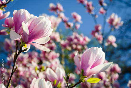 Plakat wspaniała magnolia kwitnie na niebieskiego nieba tle. piękne wiosenne krajobrazy w parku