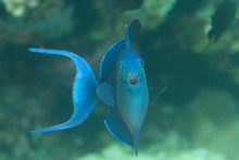  Red-toothed Triggerfish ( Odonus Niger ) Swimming Over Coral Reef Of Bali, Indonesia