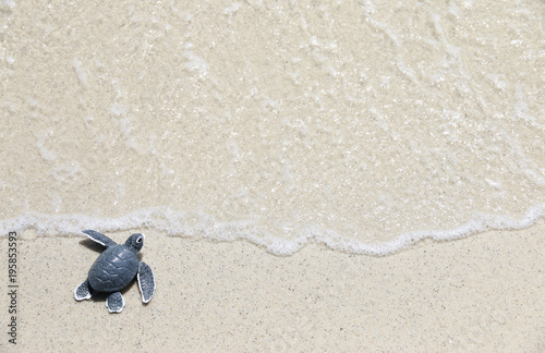 Fotomural turtle baby On the beach Top view Copy space