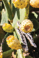 Wall Mural - cactus background pattern