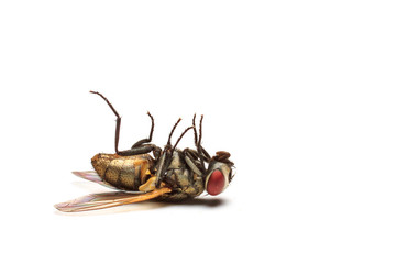 dead fly isolated white background.