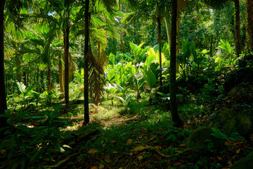 beautiful tropical forest of seychelles