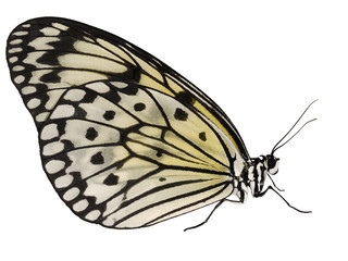 Wall Mural - A paper kite butterfly, rice paper butterfly or large tree nymph, Idea leuconoe, isolated on white background. The big white butterfly with black spots sits with its wings closed. Side view.