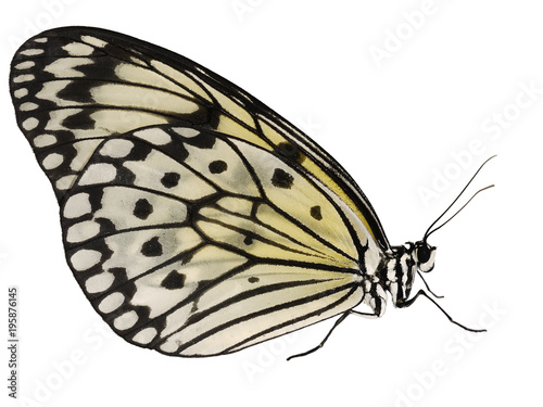 A Paper Kite Butterfly Rice Paper Butterfly Or Large Tree Nymph