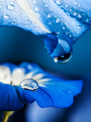 Canvas Print - blue flower with a dew drop