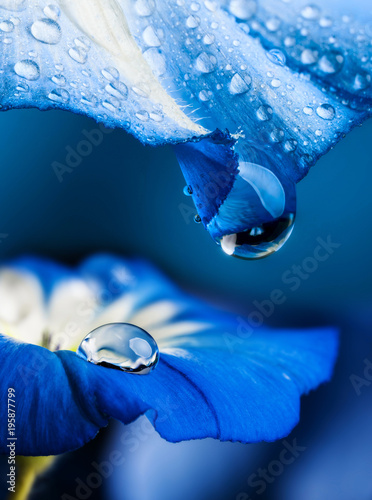 blue flower with a dew drop