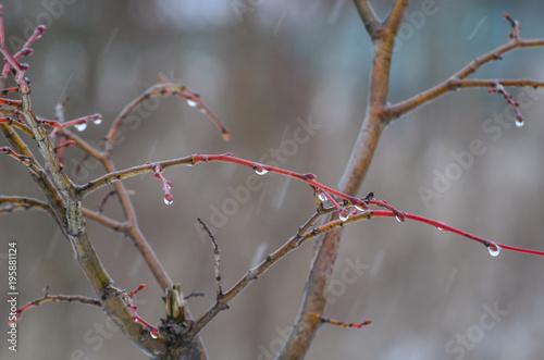 Fotografia, Obraz MARCH TWIGS - Capricious weather in early spring