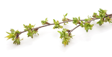 Wall Mural - Branch of cherries with buds.