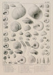 Fossil shells.