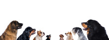 Group Of Dogs Is Looking Up, Portrait In Profile