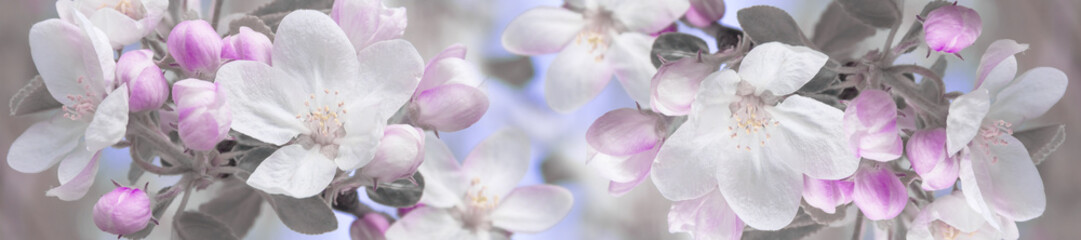 Fototapeta natura kwiat panorama kwitnący