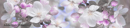 Obraz w ramie panorama spring landscape flowers of apple tree