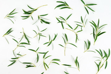 Wall Mural - Abstract of green eucalyptus branches on white background. top view