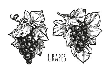 Canvas Print - ink sketch of grapes.