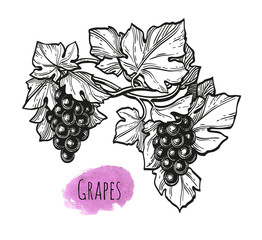 Canvas Print - ink sketch of grapes.