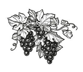 Canvas Print - ink sketch of grapes.