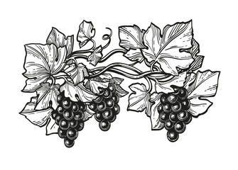 Canvas Print - ink sketch of grapes.