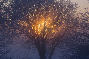 Wall Mural - sun behind frozen tree winter background