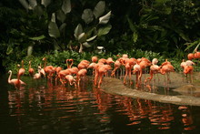 The Group Of Exotic Pink Flamingo At The Singapore Bird Park