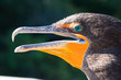 Cormorant Blue Eye