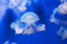 Tiny Jellyfish