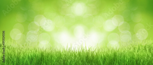 Gras im Frühling